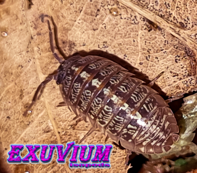 armadillidium saxivagum, stone-roving pill woodlouse, isopods for sale, in stock, available