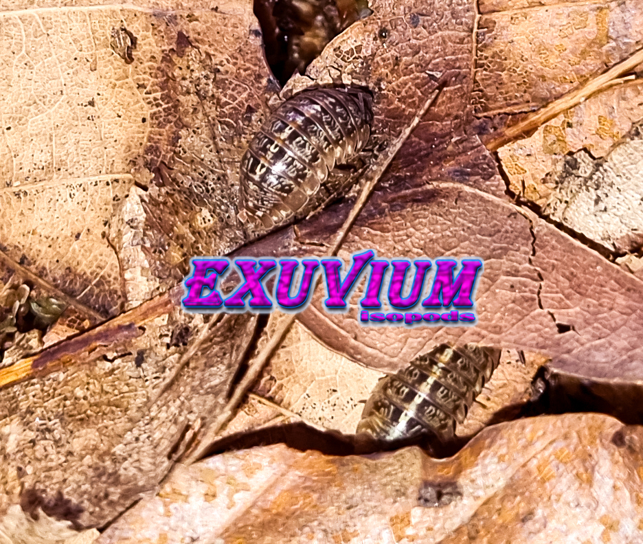 armadillidium saxivagum, stone-roving pill woodlouse, isopods for sale, in stock, available