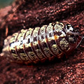 armadillidium saxivagum, isopods for sale