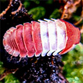 cubaris red panda king, orange panda king, isopods for sale