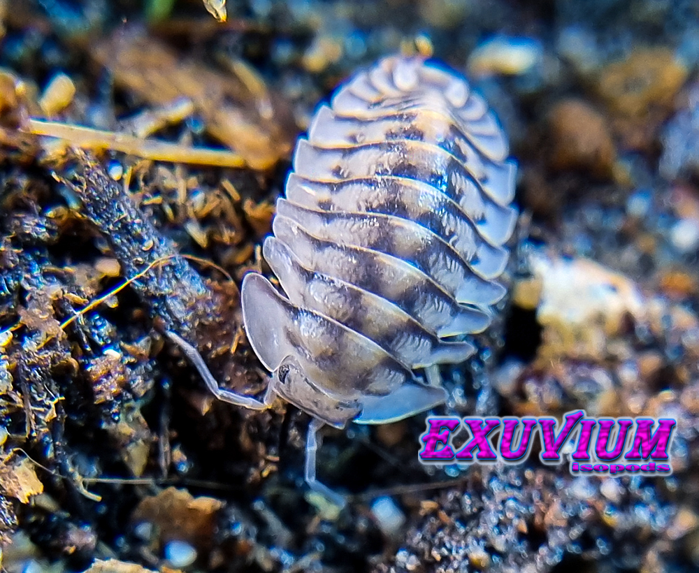Cubaris silver tiger, isopods for sale