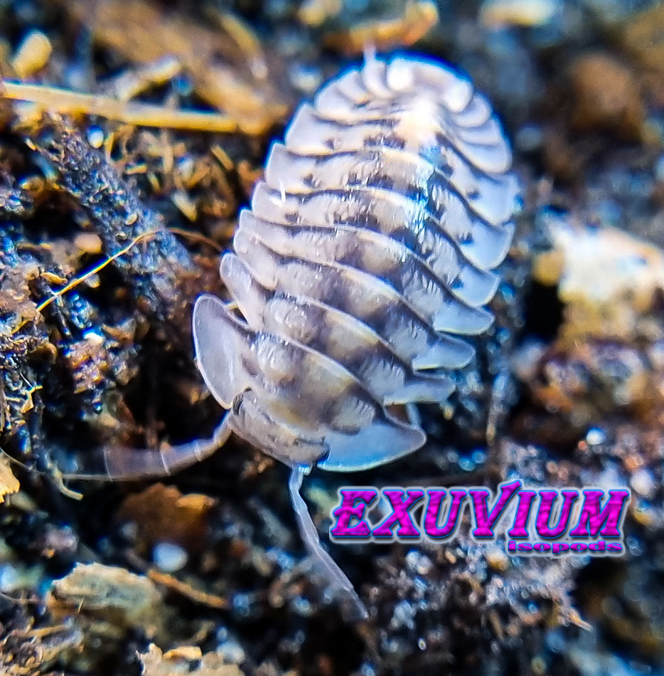 Cubaris silver tiger, isopods for sale