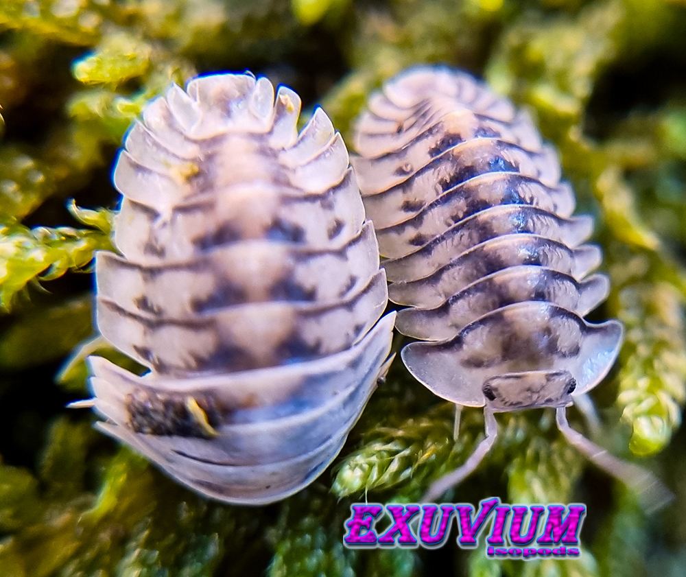 Cubaris silver tiger, isopods for sale