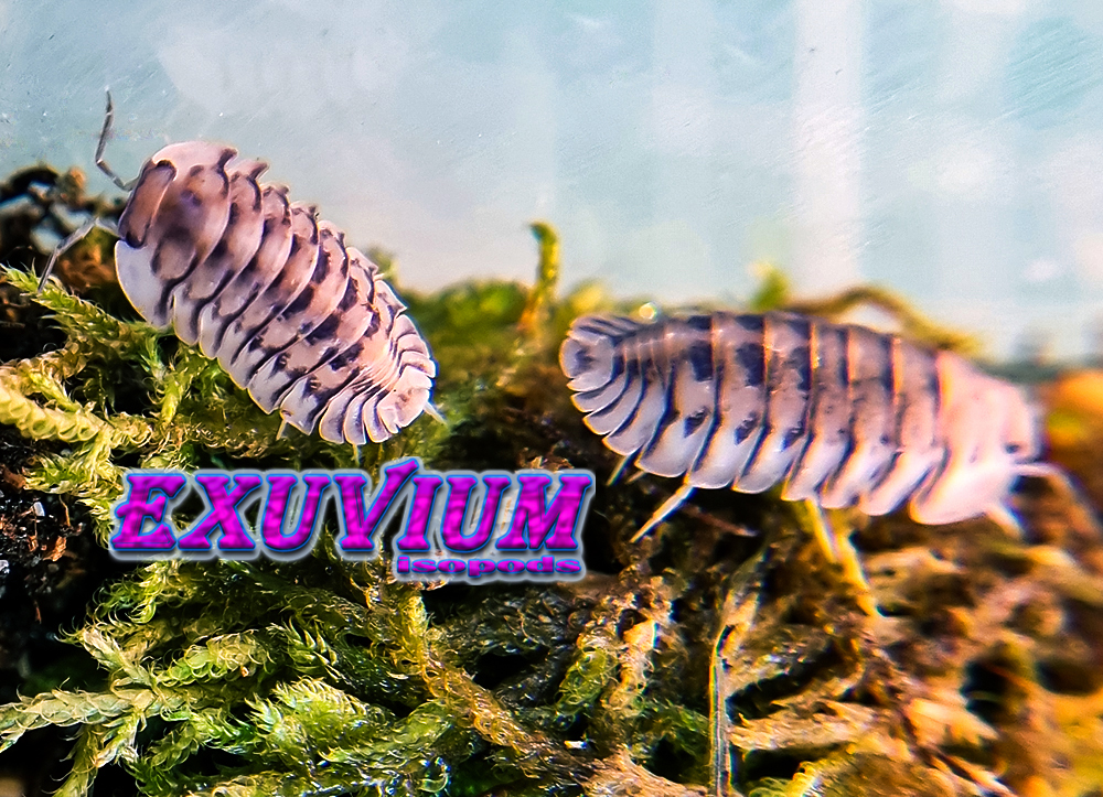 Cubaris silver tiger, isopods for sale