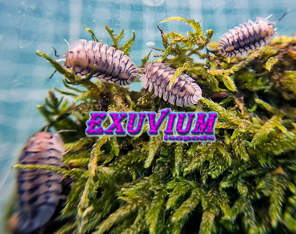 Cubaris silver tiger, isopods for sale