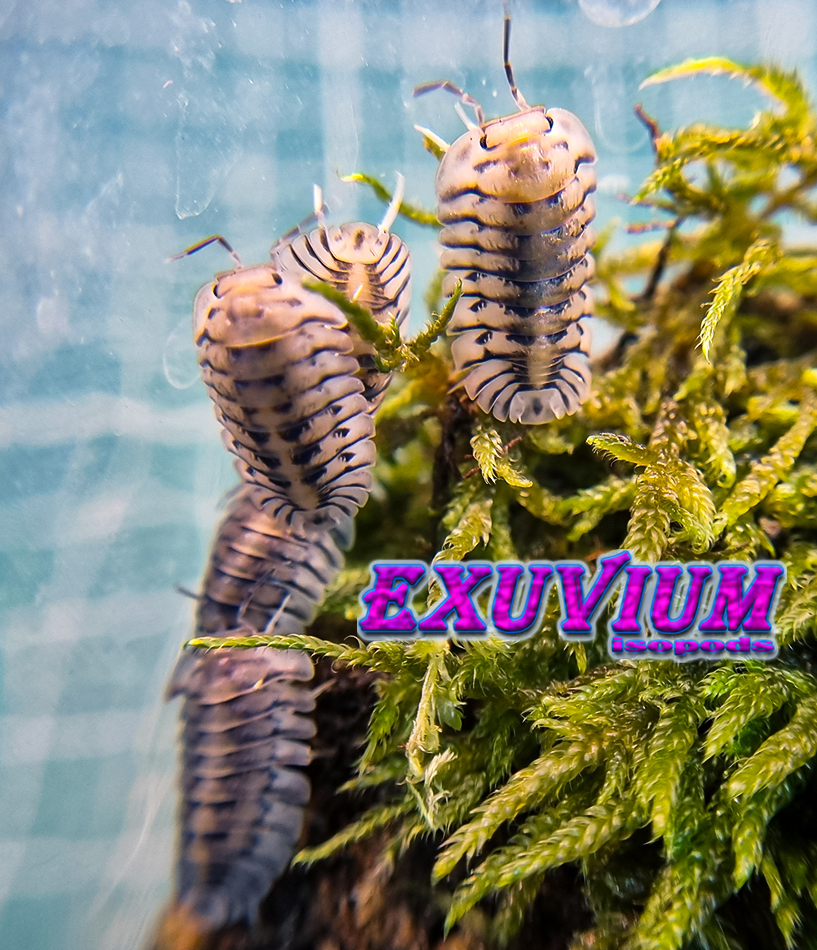 Cubaris silver tiger, isopods for sale