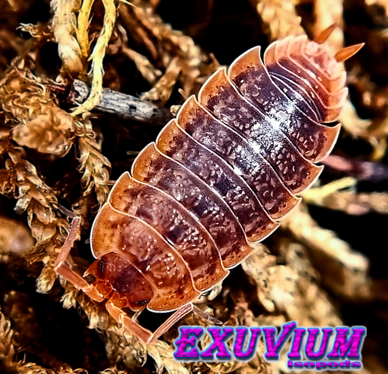 Porcellio monticola orange, isopods for sale, available, in stock