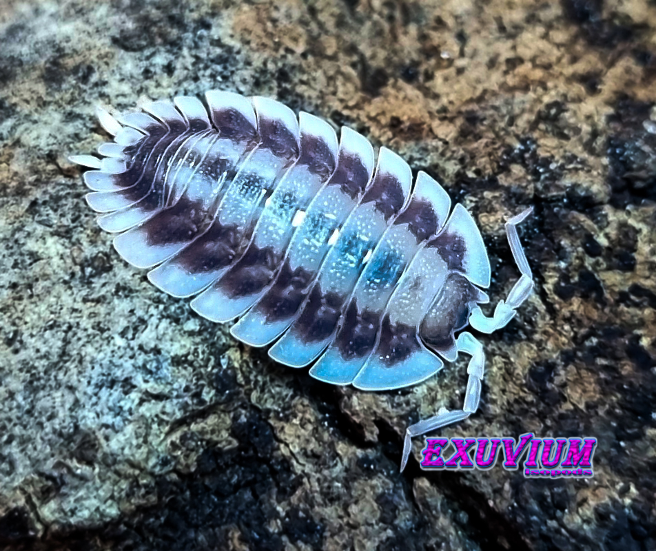 Porcellio werneri silverback, isopods for sale, available, in stock