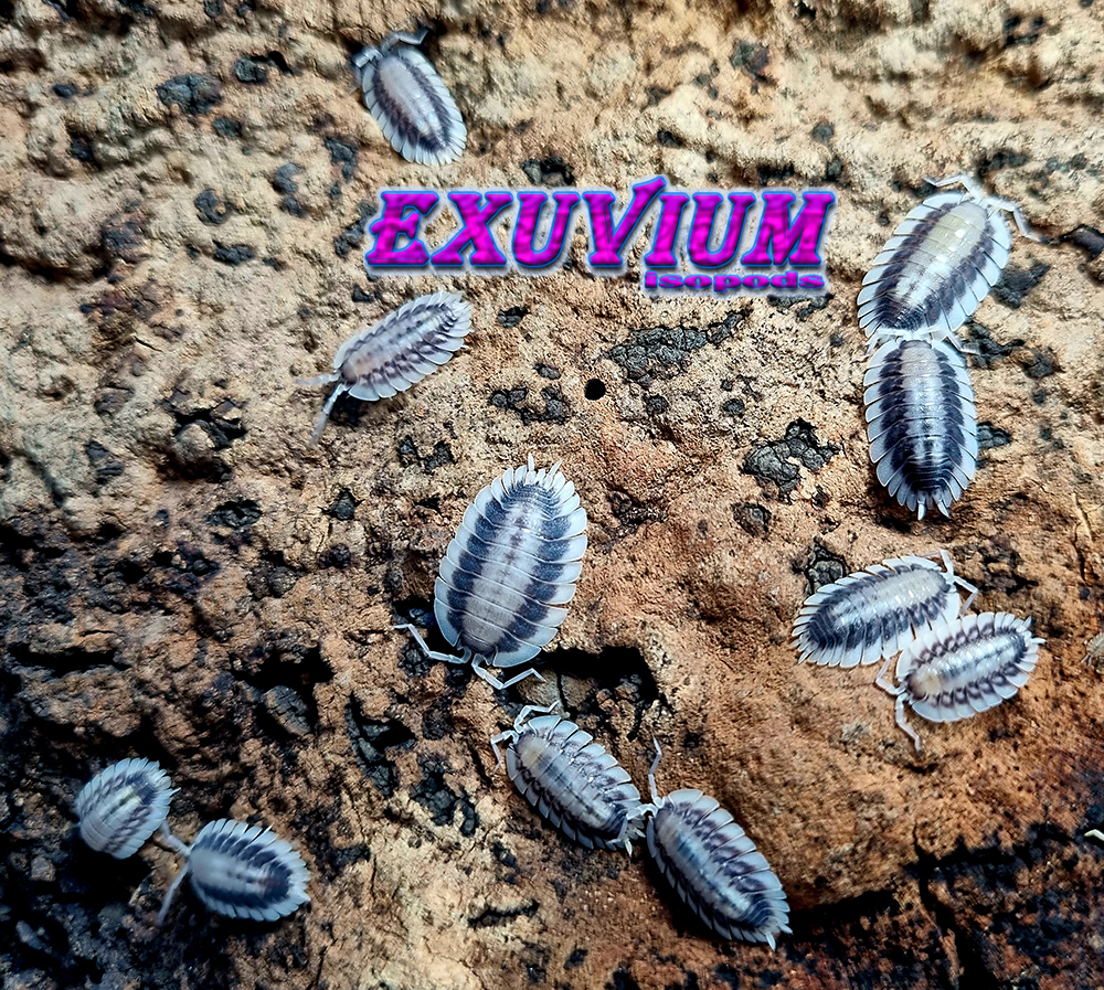 Porcellio werneri silverback, isopods for sale, available, in stock