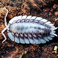 Porcellio werneri silverback, isopods for sale, in stock, available