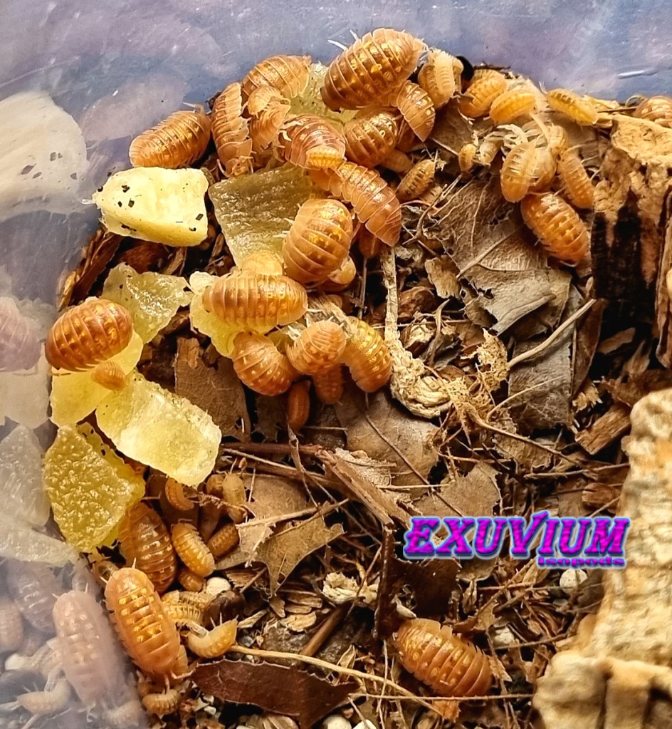 Armadillidium granulatum Naranjito isopods munching on pieces of papaya fruit bites.