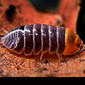 Armadillidium flavoscutatum redhead, isopods for sale
