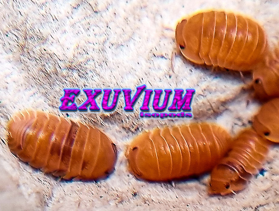Cubaris murina ‘Anemone’ – Exuvium Isopods