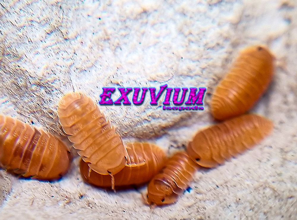 Cubaris murina ‘Anemone’ – Exuvium Isopods