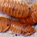 Cubaris murina anemone, isopods for sale