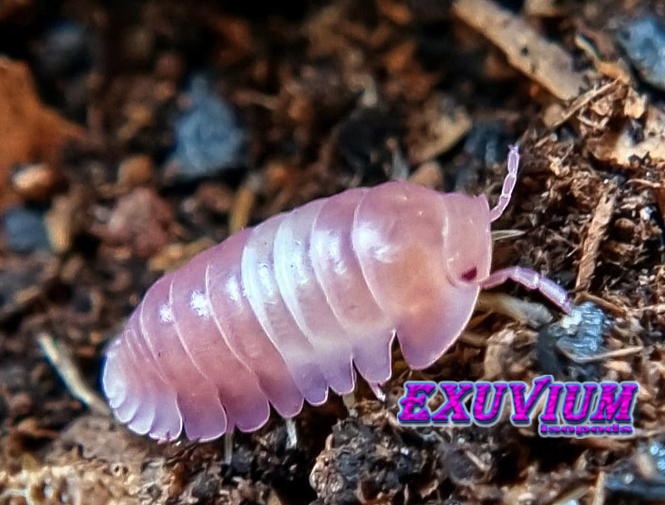 Cubaris pink panda king, isopods for sale, in stock, available