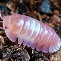 Cubaris pink panda king, isopods for sale