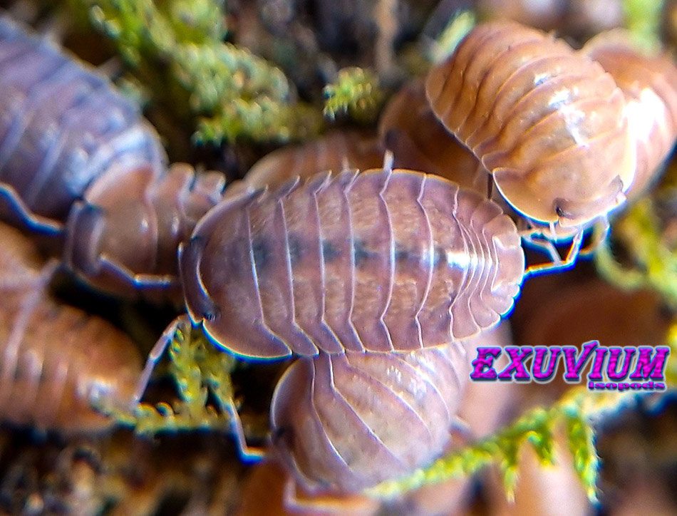 Cubaris spec Salmon, from Martinique island, synonym