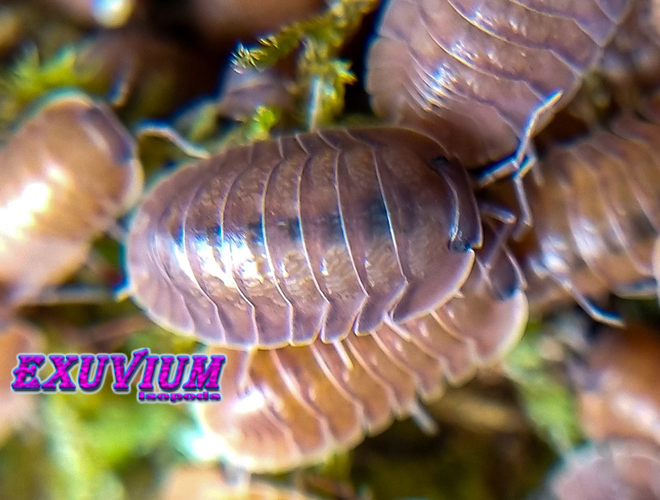 Cubaris salmon Martinique, isopods for sale