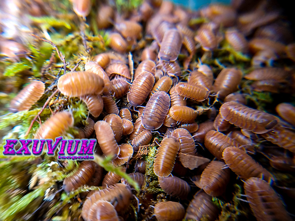 Cubaris salmon Martinique, isopods for sale