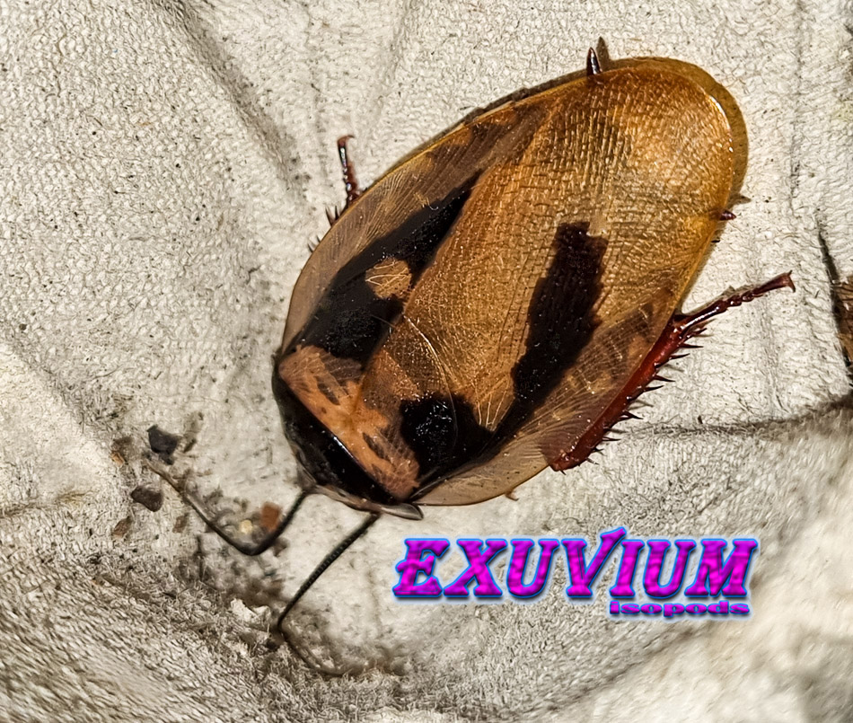 eublaberus marajoara, roaches, nymphs for sale, available, in stock