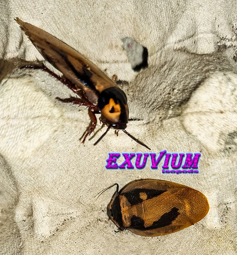 eublaberus marajoara, roaches, nymphs for sale, available, in stock