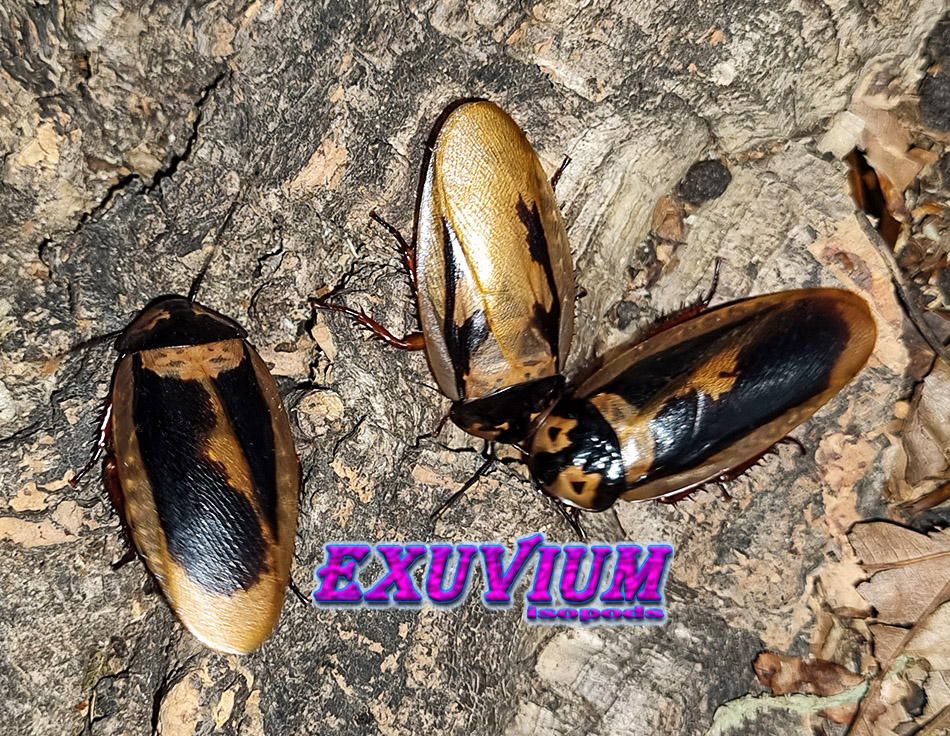 eublaberus marajoara, roaches, nymphs for sale, available, in stock