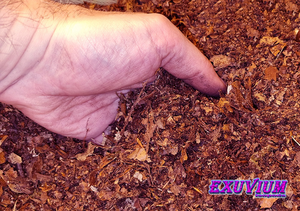 leaf litter 10 liters for beetles, millipedes, isopods and other arthropods, for sale, available, in stock