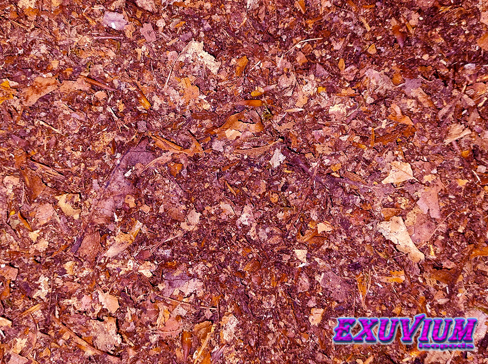 leaf litter 10 liters for beetles, millipedes, isopods and other arthropods, for sale, available, in stock