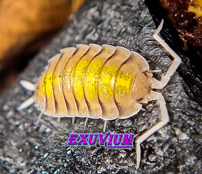 Porcellio bolivari yellow ghost, isopods for sale