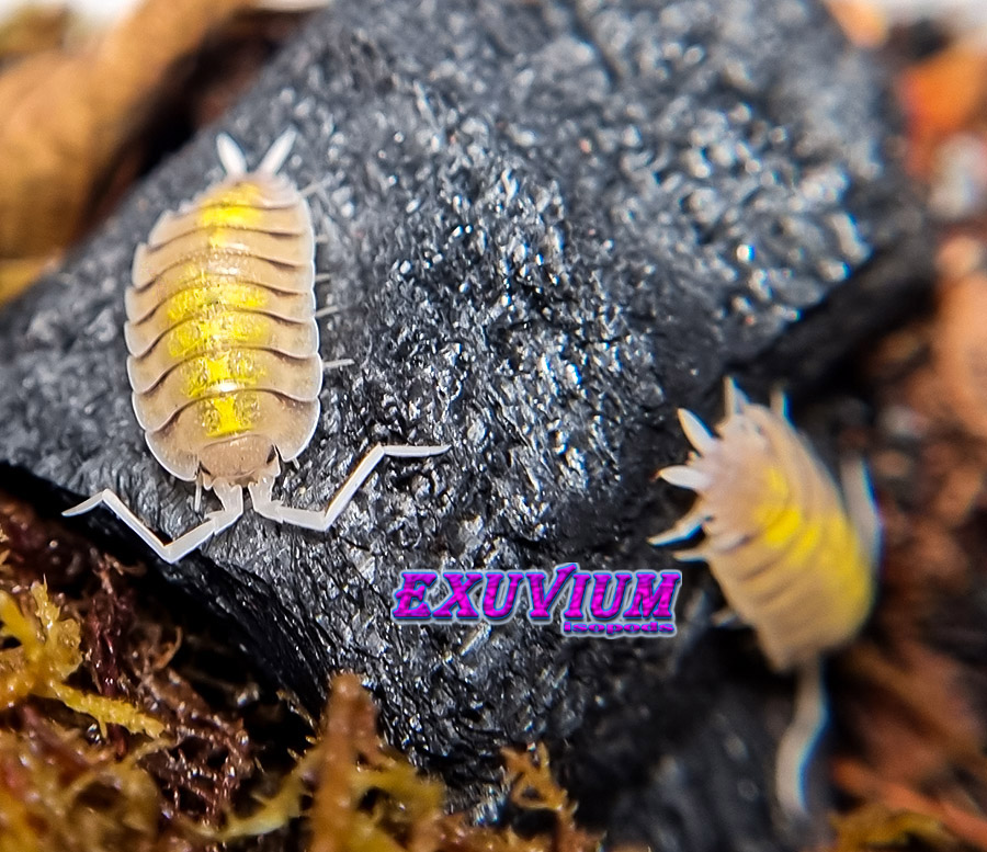 Porcellio bolivari yellow ghost, isopods for sale