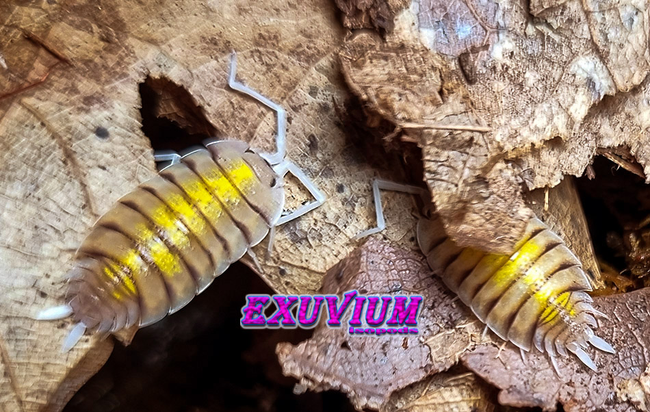 Porcellio bolivari ‘Yellow Ghost’ – Exuvium Isopods