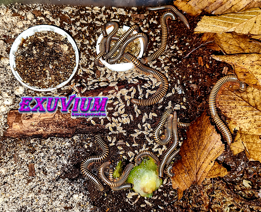 Benoitolus siamensis, millipedes for sale, available, in stock