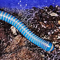 Benoitolus siamensis, millipede