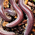 Chicobolus spinigerus Salmon mix, millipede