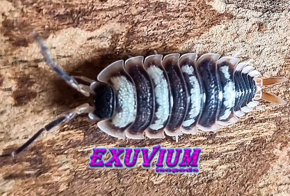 Porcellio sp zebra, isopods for sale, available