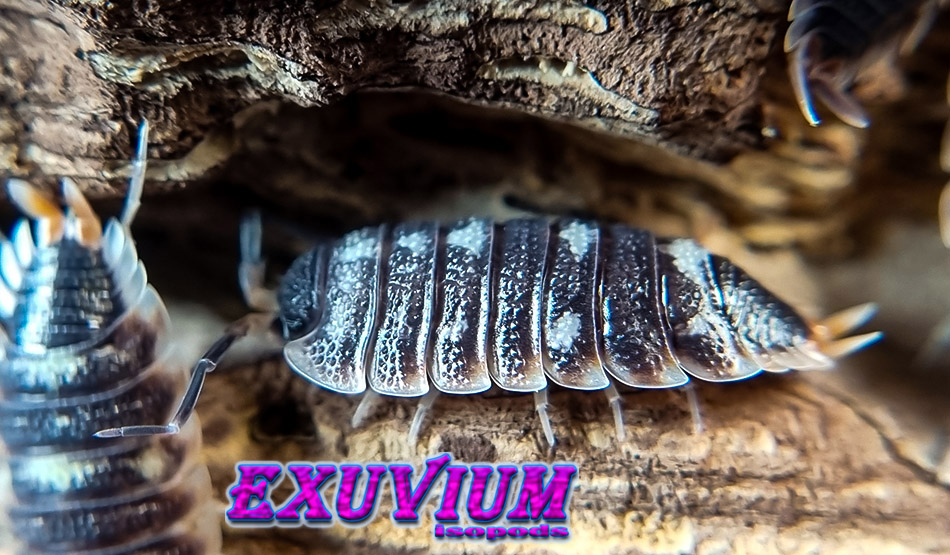 porcellio spec antalya, isopods for sale, available, in stock