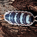 Porcellio Antalya, isopods for sale