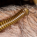 Analocostreptus gregorius, Spirostreptus gregorius, millipede