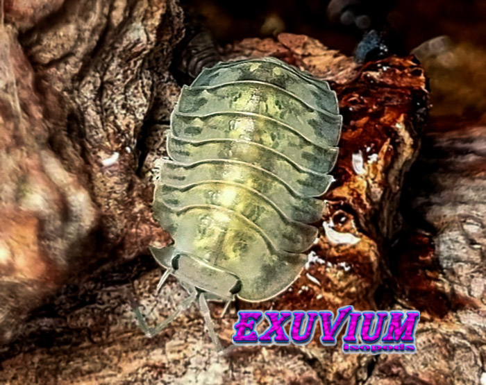 Troglodillo camouflage, isopods for sale, available, in stock, rare isopod