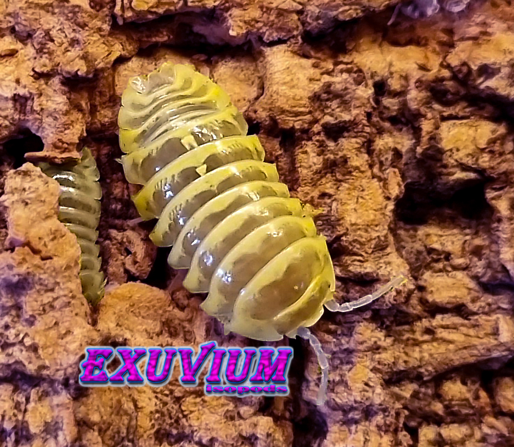 Armadillidium maculatum chocolate yellow, isopods for sale, in stock, available
