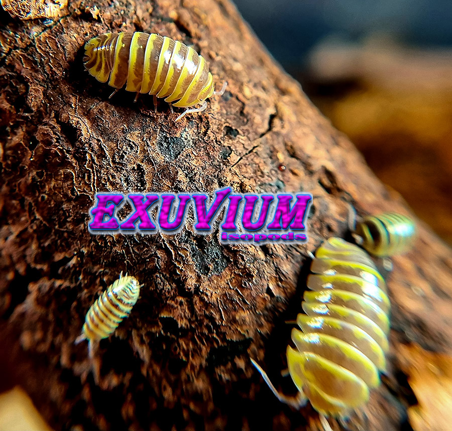 Armadillidium maculatum chocolate yellow, isopods for sale, in stock, available