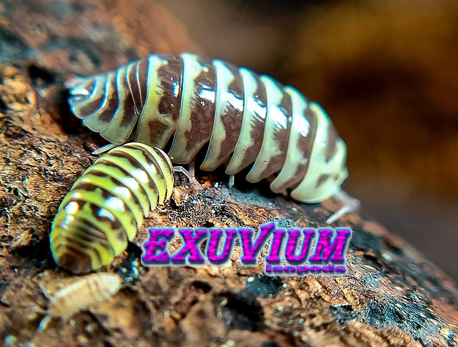 Armadillidium maculatum chocolate yellow, isopods for sale, in stock, available