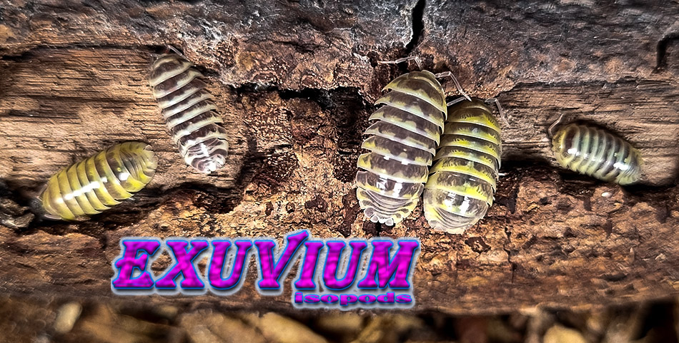 Armadillidium maculatum chocolate yellow, isopods for sale, in stock, available
