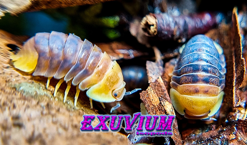 Cubaris spec rubber ducky, isopods for sale, available, in stock