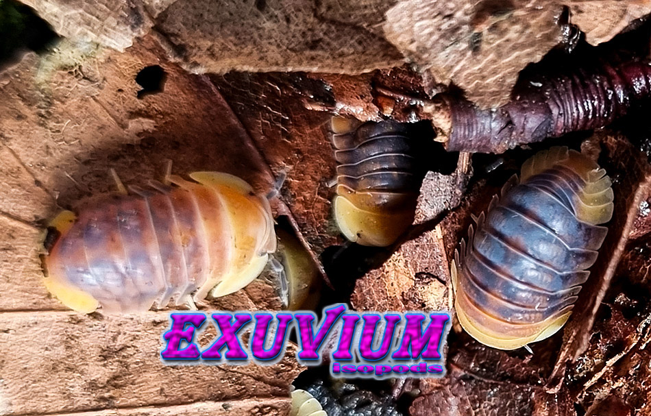 Cubaris spec rubber ducky, isopods for sale, available, in stock