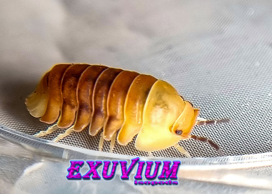 Cubaris spec rubber ducky, isopods for sale, available, in stock