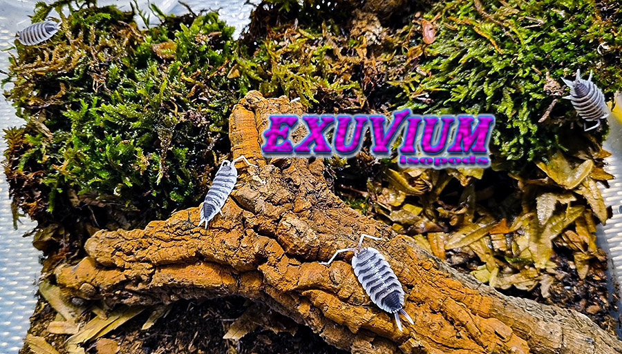 Porcellio hoffmannseggii ultra white antenna, hoffmannseggi, Porcellio magnificus ultra white antenna, isopods for sale, available, in stock