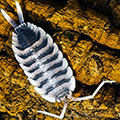 porcellio hoffmannseggii ultra white antenna, isopods for sale