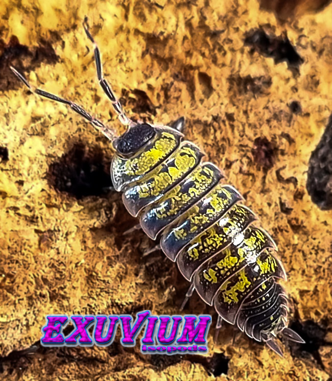 porcellio spec alanya, yellow dots, isopods for sale, in stock, available